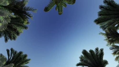 Tropical Palm Trees Against Blue Sky Animation