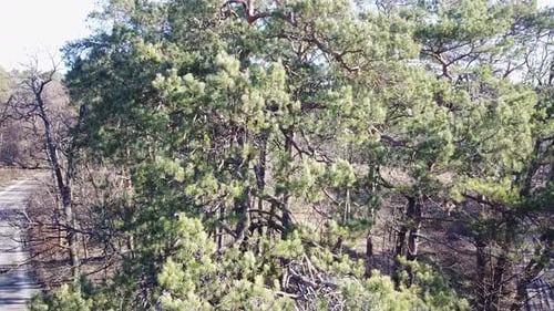 Early in Forest Aerial Top View