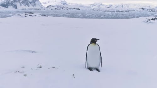 Lone Emperor Penguin Stands in Snowy Antarctica