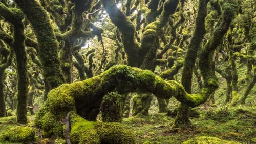 Magic Green Rain Forest with Trees Covered with Moss in New Zealand Wild Nature
