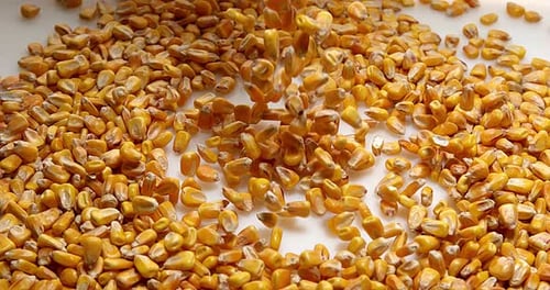 Mais, Zea Mays fallen vor weißem Hintergrund, Zeitlupe 4K