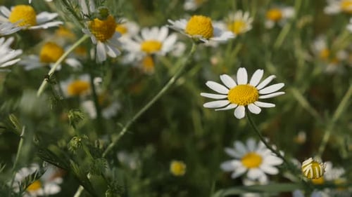 Slow motion common Chamomile white spring flowers 1920X1080 HD footage - Shallow DOF Matricaria rec