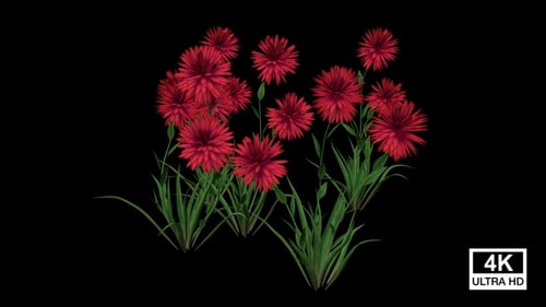 Animated Red Flowers Blooming Growth Alpha Channel