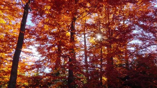 Walking on Autumn Forest