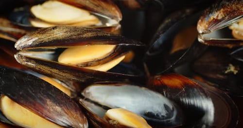 Fresh Mussels Still in Their Shells