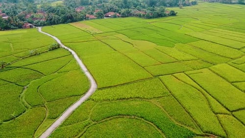 Vue aérienne des rizières sur la terrasse de Cariu avec un nuage de bruit après la pluie, Bogor, Indonésie