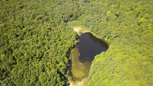 Aerial view of a small forest lake in the middle of green dense woods in summer.