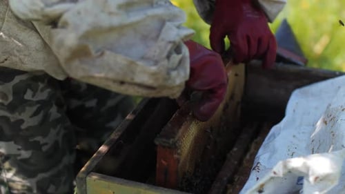 Imker holt Honigwaben aus dem Bienenhaus in der Imkerei