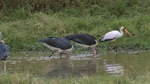 Marabou Storch, Leptoptilos crumeniferus, Gelbschnabelstorch, Mycteria ibis