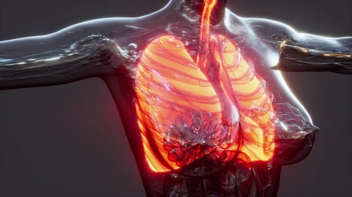 Detailed 3D Medical Animation of Human Lungs Breathing Cycle