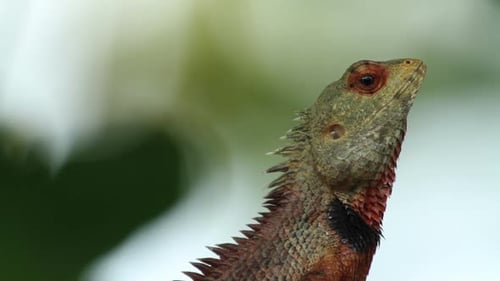 Lizard Closeup