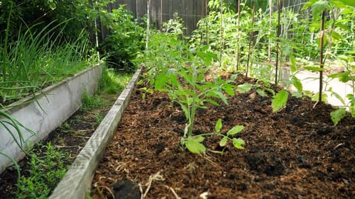 Dolly Video of Straight Rows of Fresh Vegetable Sprouts Growing on Garden Bed at Small Farm