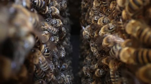 Beehive 44