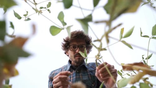 Male Farmer Agronomist Examining Soybean Plants in Cultivated Field