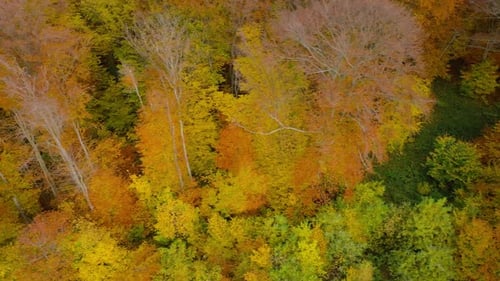 View From the Height on a Bright Autumn Forest