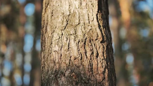 A Tree Trunk in the Woods on a Spring Day