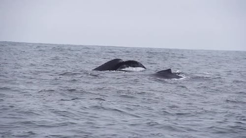 Ballena jorobada en cámara lenta