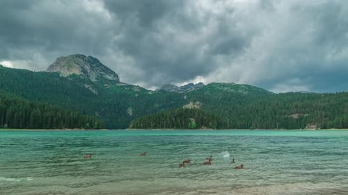 Mountain Lake und immergrüne Nadelwald-Enten schwimmen im See