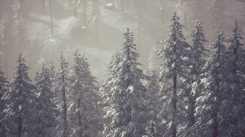 Snow-Covered Pine Forest Winter Landscape Seamless Loop Background