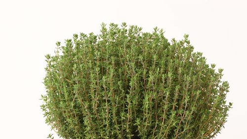 Rotating Thyme Plant on White Background