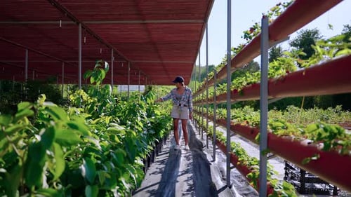 Woman Walks Rows of Plants in Nursery