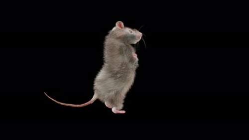 3D Animated Gray Rat Stands Up on Hind Legs
