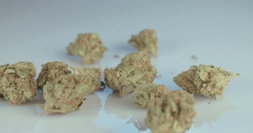 Foto macro de flores e juntas de maconha medicinal em superfície branca