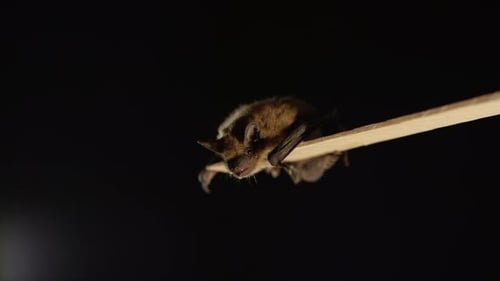 Un murciélago marrón aislado sobre fondo negro