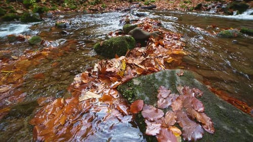 Mountain River with Autumn Leaves