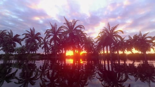Palms Island