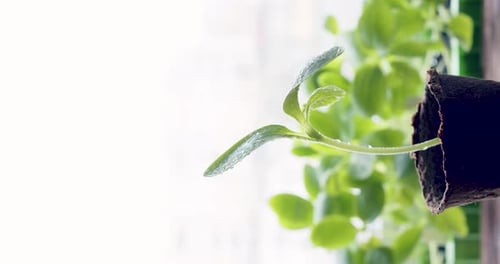 Fresh Plant Seedling Growing in a Pot