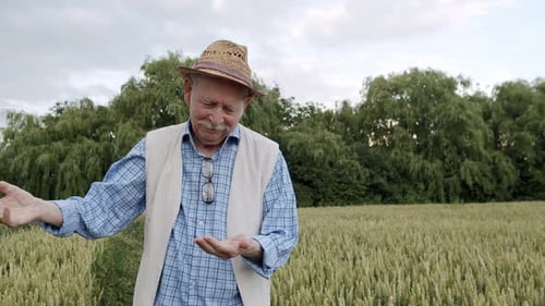 Elderly Farmer Inspects Grain Crop in Field