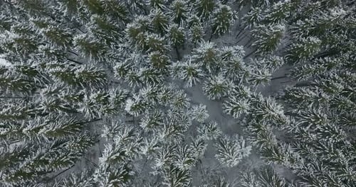 Aerial View of a Frozen Forest with Snow Covered Trees at Winter. Flight Above Winter Forest, Top