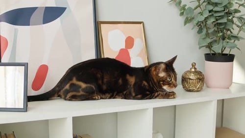 Bengal Cat Resting on White Shelf