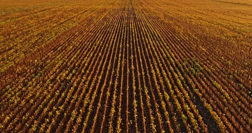 Ripe soy bean field in summer