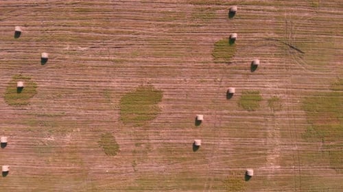 Haystack with hay on field. Agriculture meadow with rolled hay of wheat.