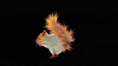 Squirrel Fly HD