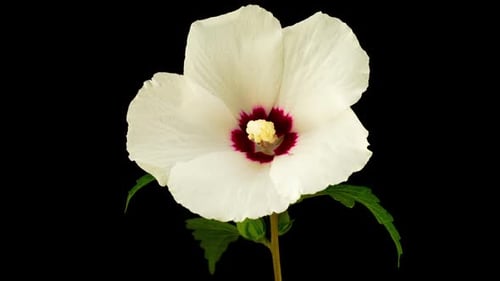 White Flower Blooming in Time Lapse