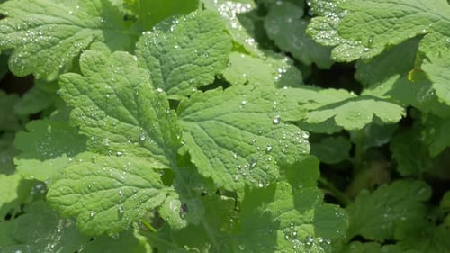 Morning dew drops all over Melissa officinalis lemon balm plant 4K 2160p UHD footage - Balm mint pl