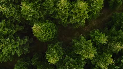 Flight Above the Forest