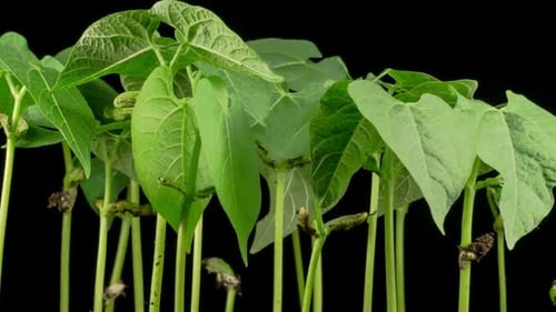 Green Beans Growing on Black Background