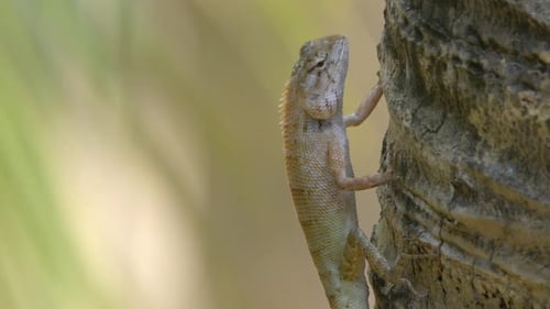 Detailed Lizard Climbing a Tree Trunk