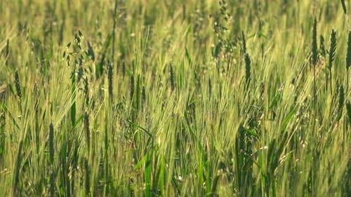 Green Wheat Field Swaying in Gentle Breeze