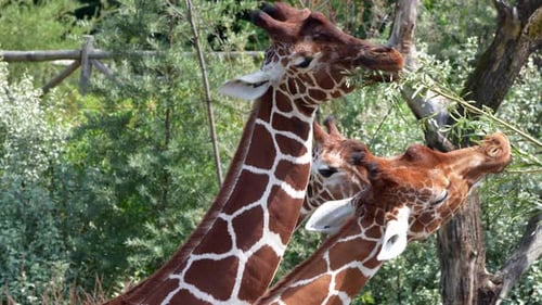 Nahaufnahme zeigt hungrige Giraffen, die sich bei Sonnenlicht von Pflanzen in der Wildnis ernähren - Slow motion foota