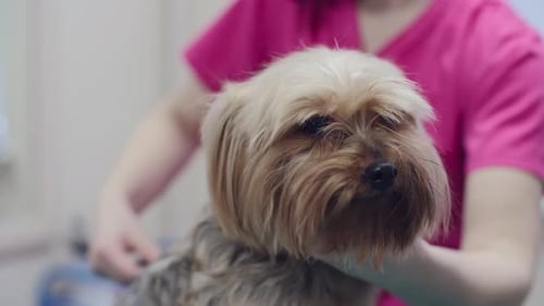 Groomer Brushing a Terrier at Indoor Spa