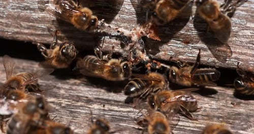 European Honey Bee, apis mellifera, Bees standing at the Entrance of The Hive
