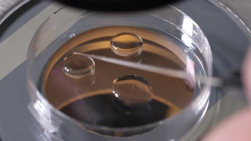 Needle Manipulates Small Droplets in Lab Petri Dish