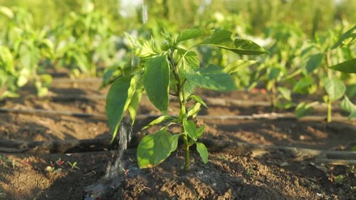 Senior female urban gardener working in garden, watering beautiful sunlit fresh green pepper sprouts