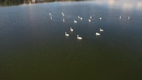 Flug über den Schwanensee