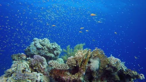 Underwater Coral Reef Marine